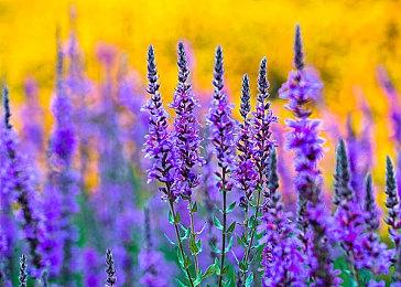 黑客组织称入侵Epic只是骗局而已：专业欺诈者