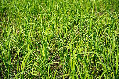 《最终幻想7：重生》包含大量LGBTQ+角色 随处可见