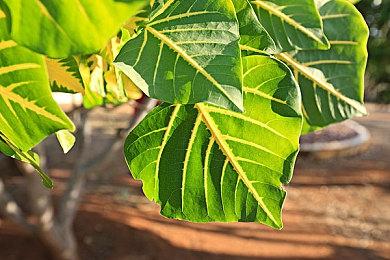 3DM速报： 黑神话悟空多则演示玩自黑 宝可梦传说阿尔宙斯新情报