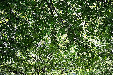 V社发布新公告 取消TI10第三方直播延迟要求