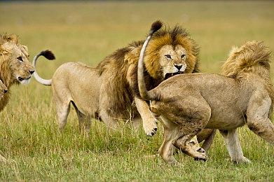 《小猫咪大城市》5月9日上线 登陆Steam＆NS＆Xbox